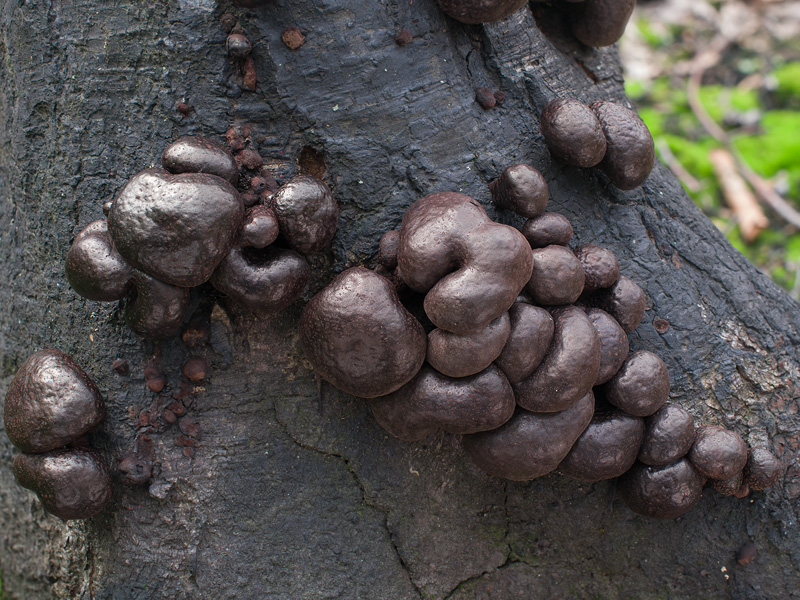 Daldinia vernicosa